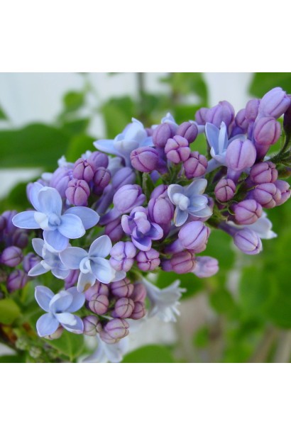 Syringa vulgaris ’Carpe Diem’ полив